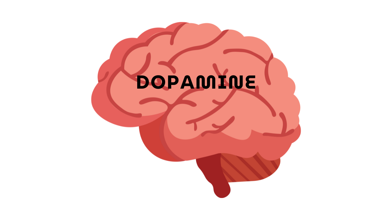 Diagram showing dopamine’s role in the brain’s reward system.